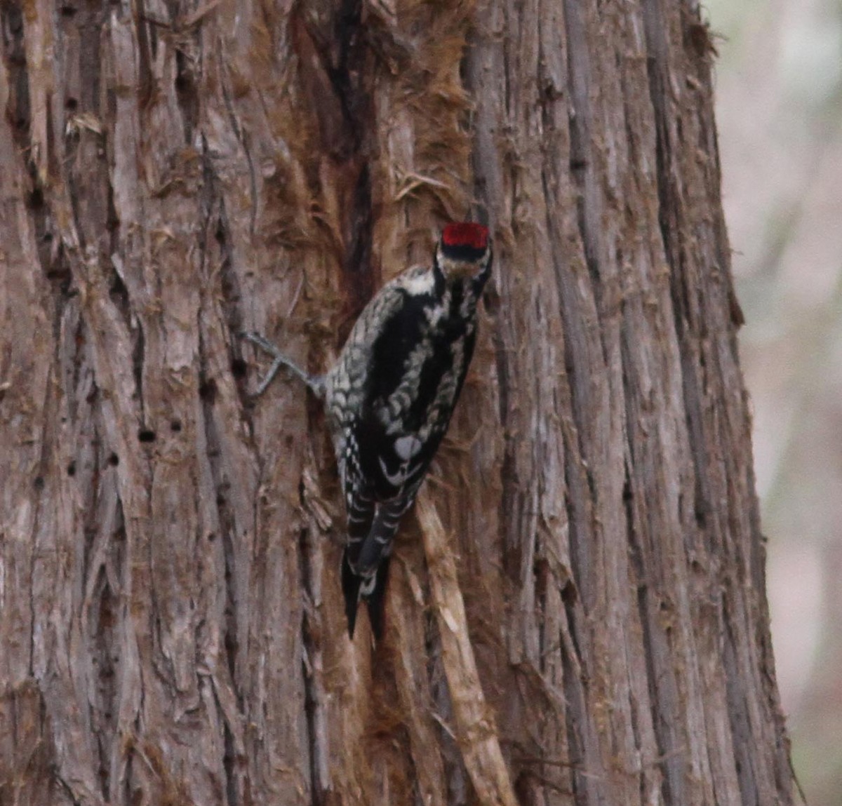 Yellow-bellied Sapsucker - ML78876331