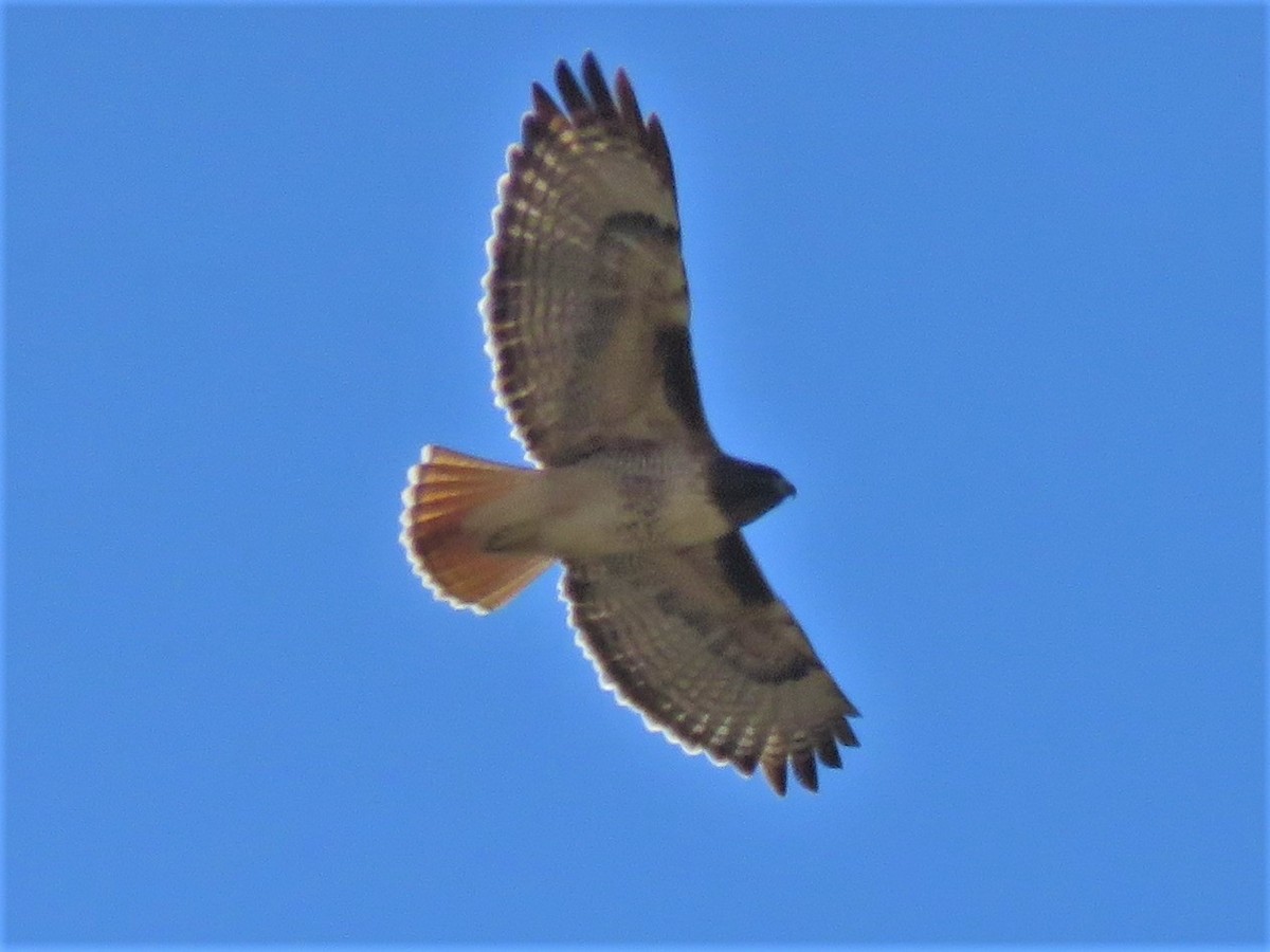 Red-tailed Hawk - Kent Forward