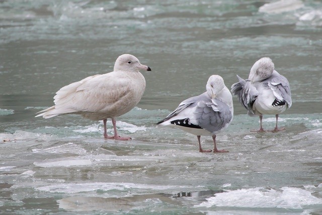 Glaucous Gull - ML78877941