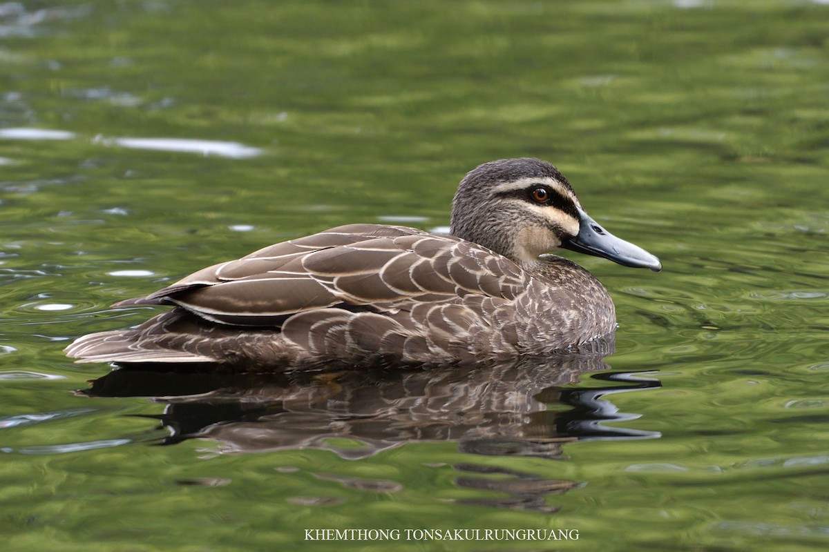 Canard à sourcils - ML78878081