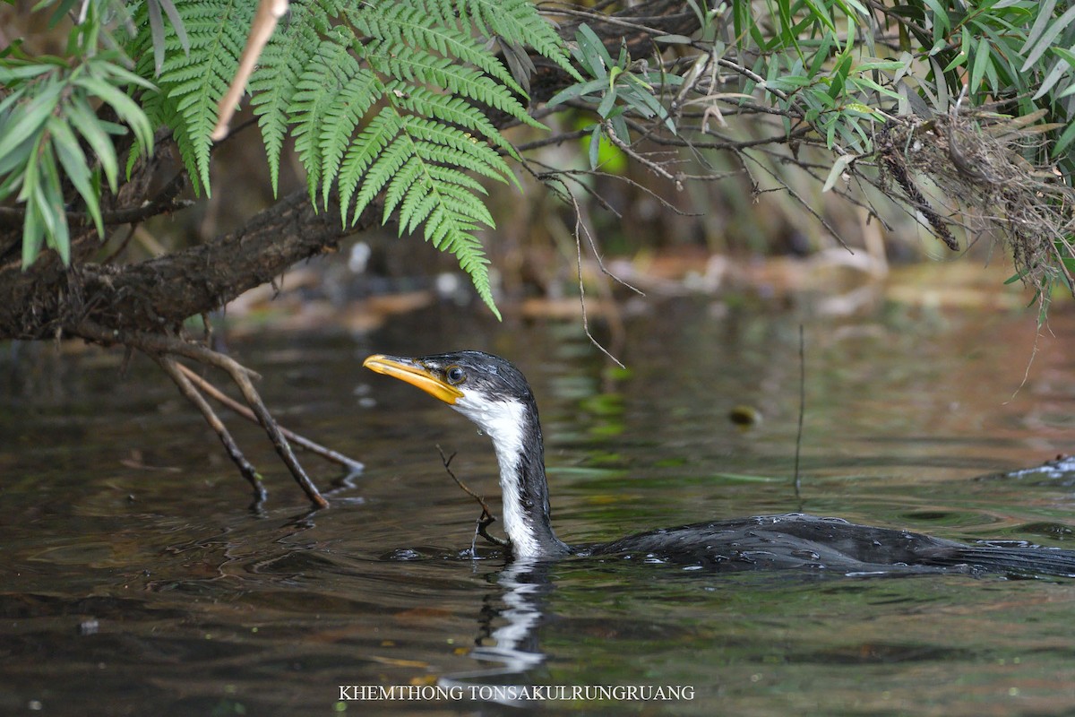 Little Pied Cormorant - ML78878261