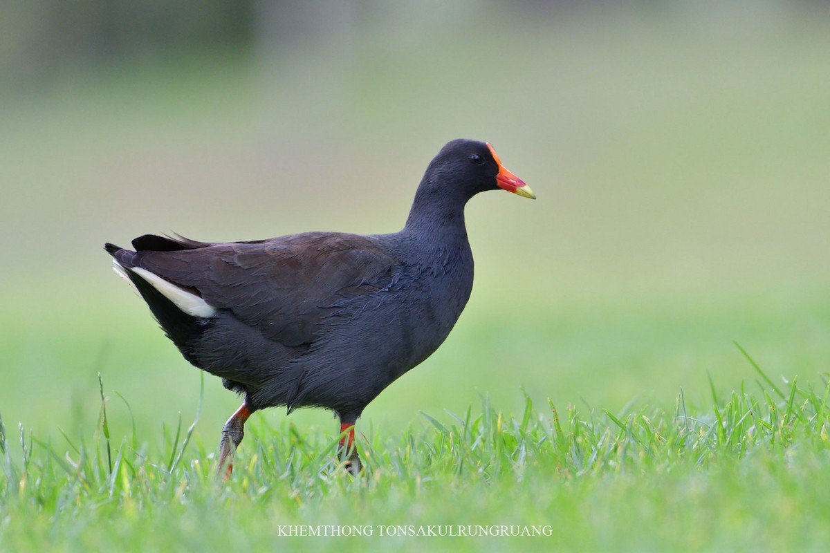 Dusky Moorhen - ML78878301