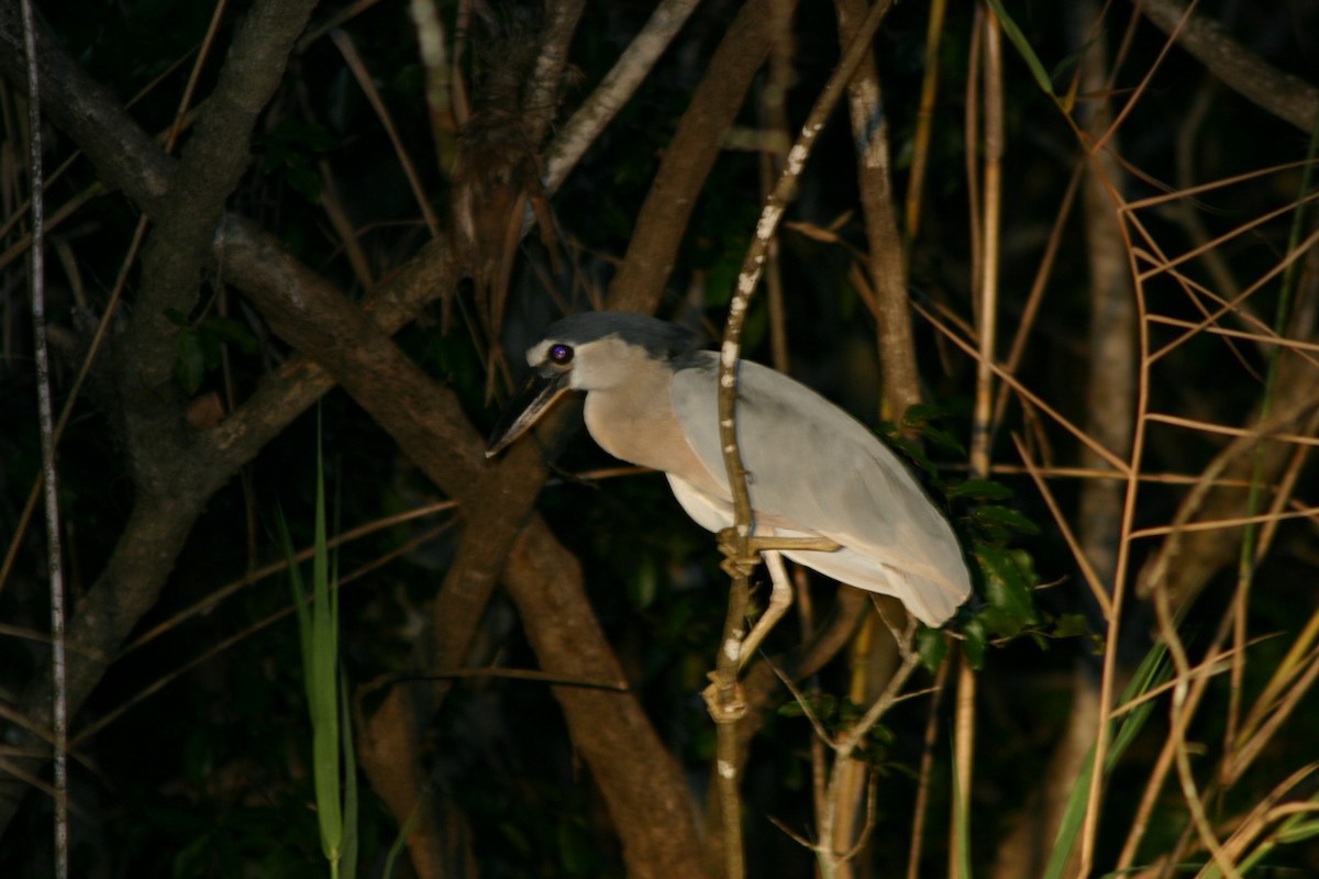 Martinete Cucharón - ML78878431