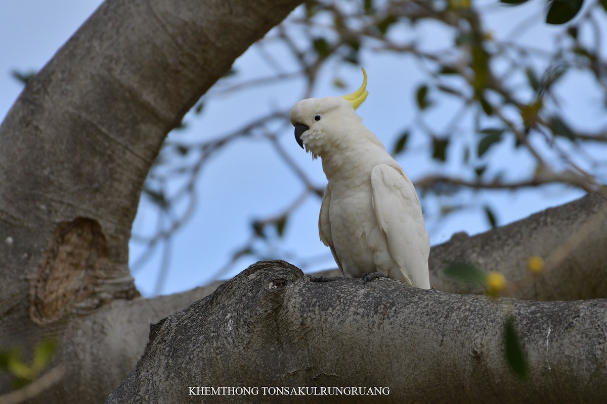 Sulphur-crested Cockatoo - ML78878441