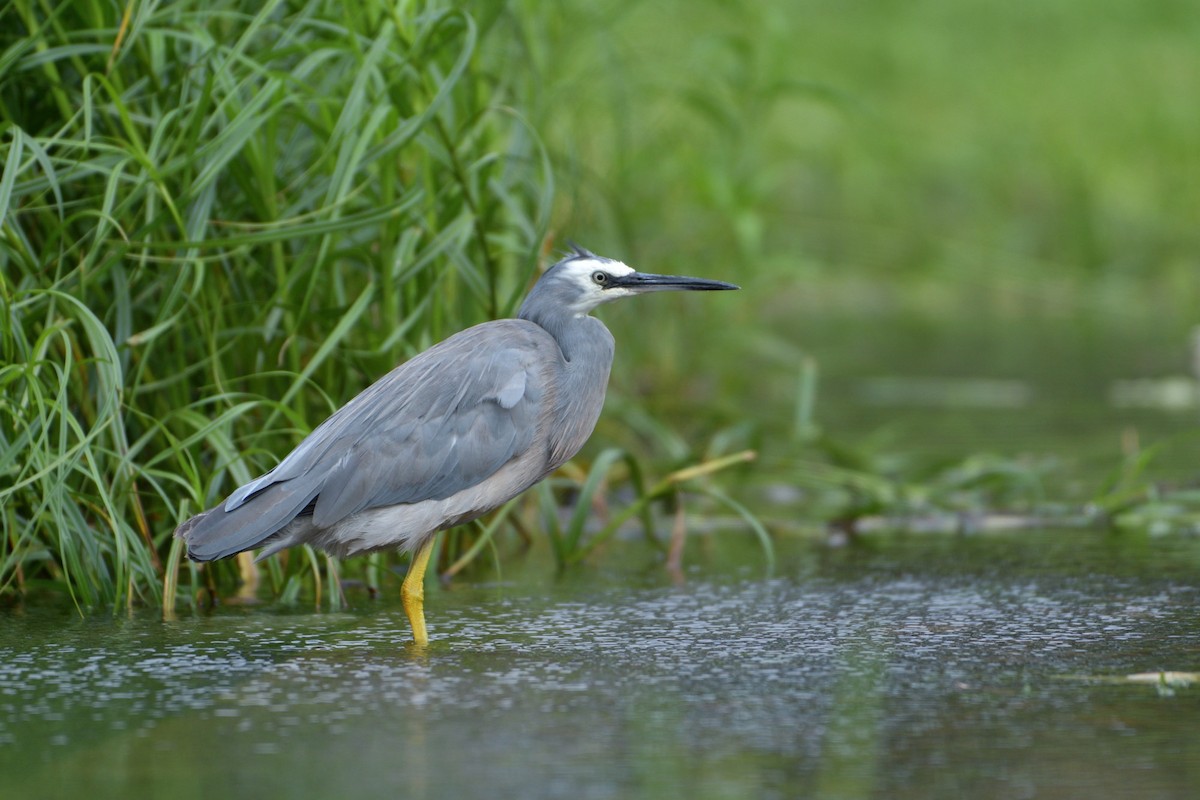 White-faced Heron - Khemthong Tonsakulrungruang