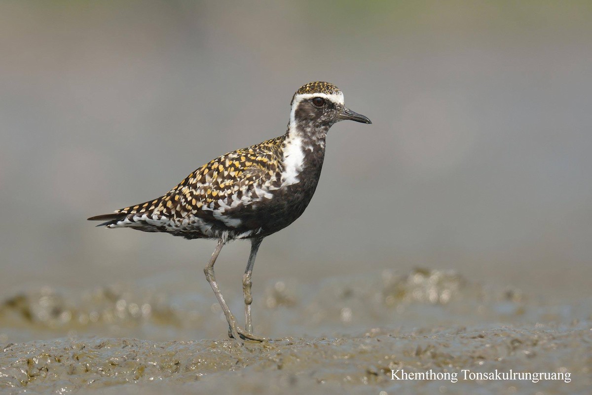 Pacific Golden-Plover - ML78879041