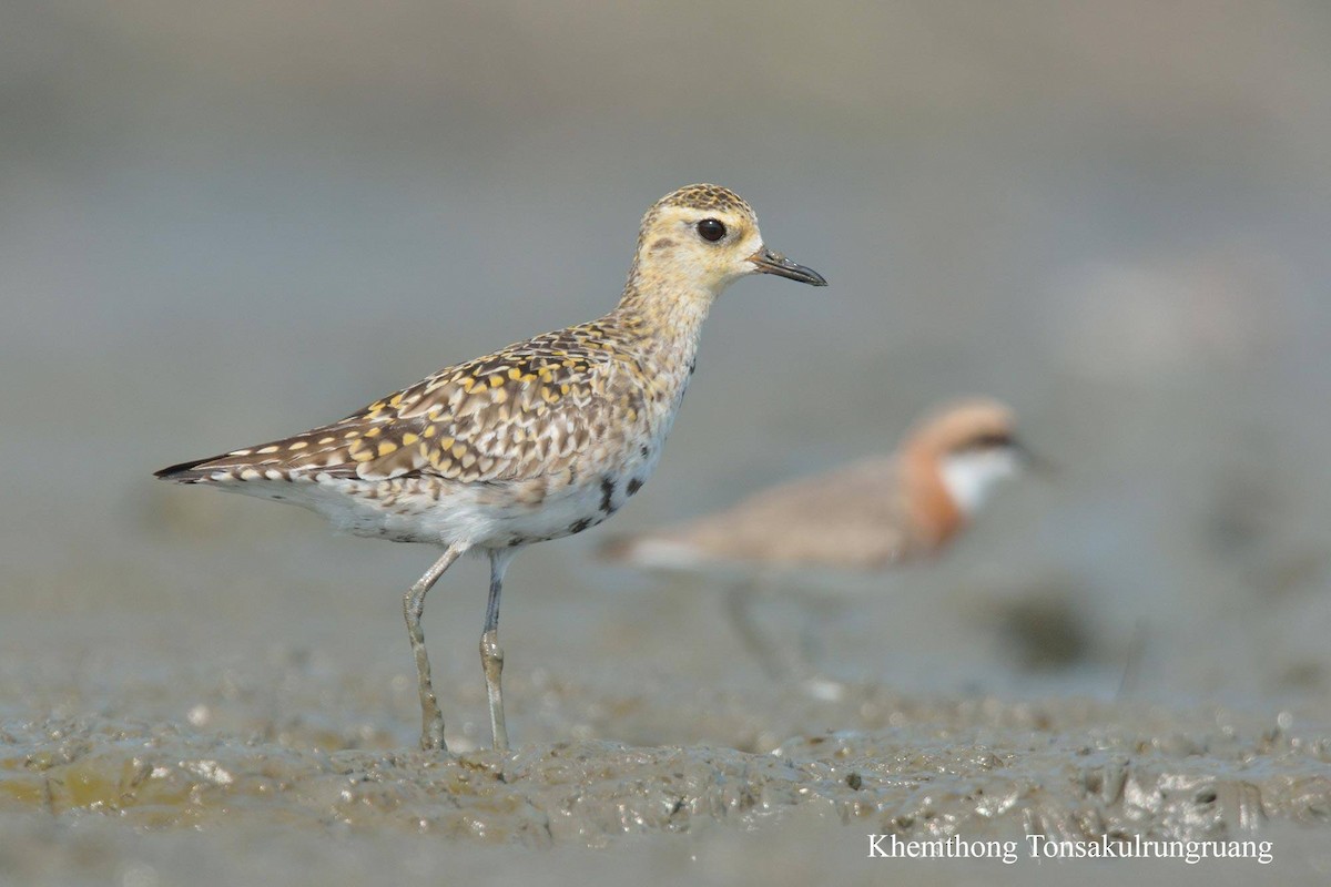 Pacific Golden-Plover - Khemthong Tonsakulrungruang