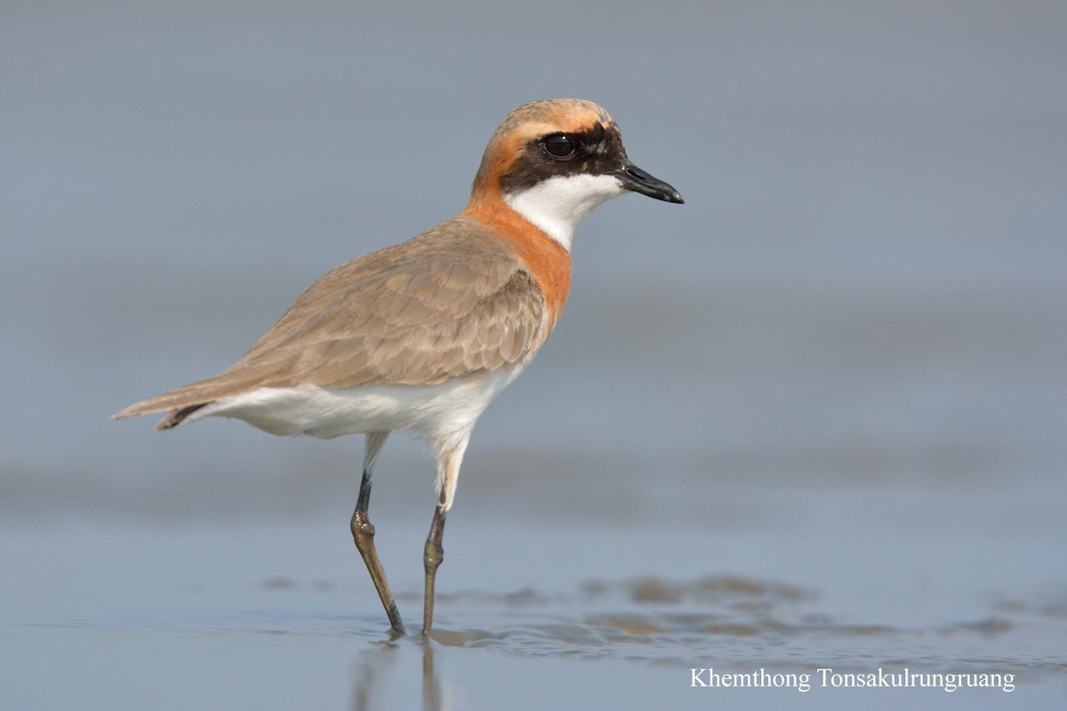 Tibetan Sand-Plover - Khemthong Tonsakulrungruang