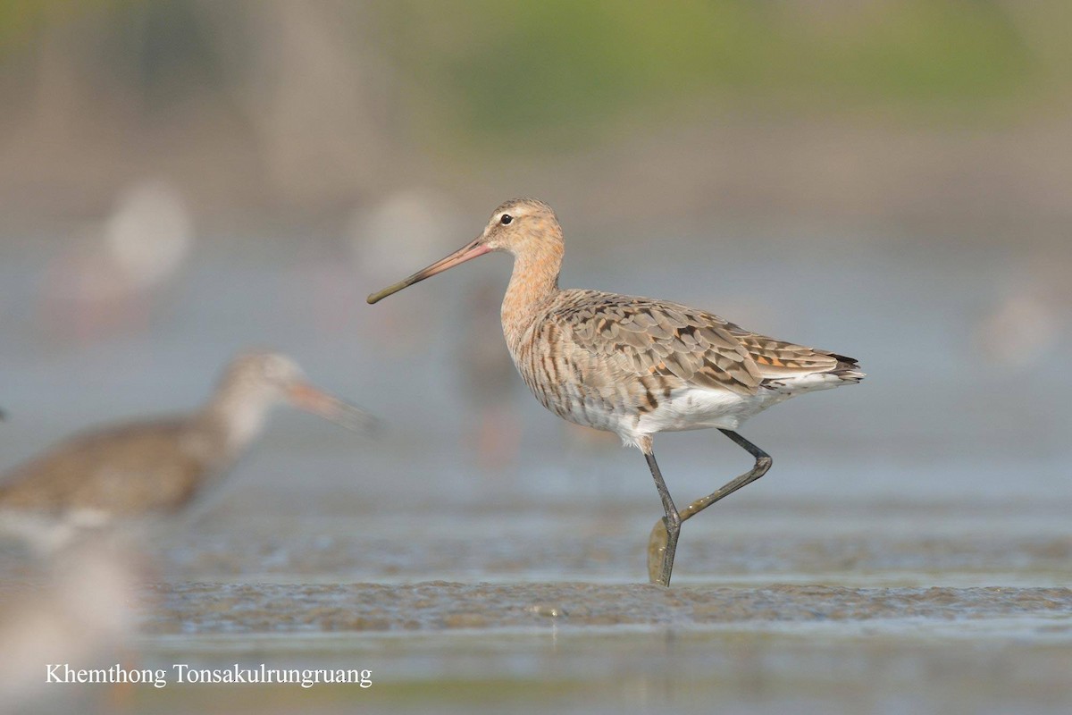 Black-tailed Godwit - Khemthong Tonsakulrungruang