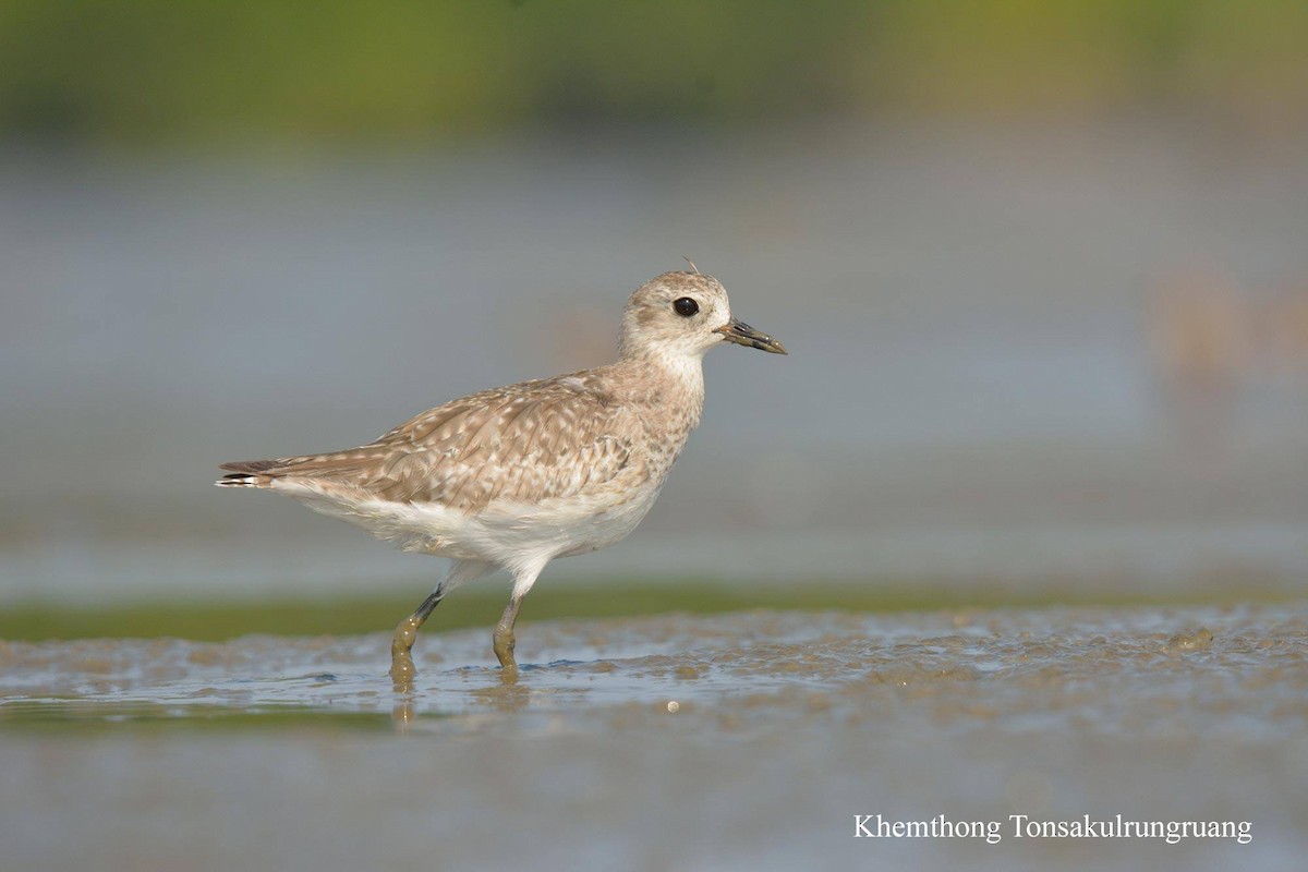 Black-bellied Plover - ML78879221