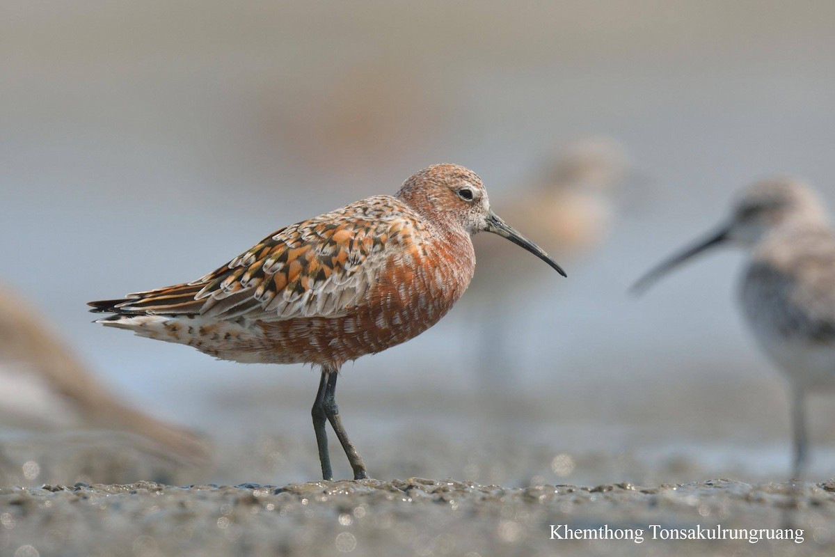 Curlew Sandpiper - Khemthong Tonsakulrungruang