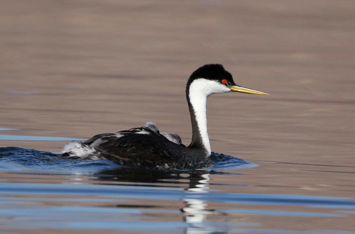 Western Grebe - ML78879251