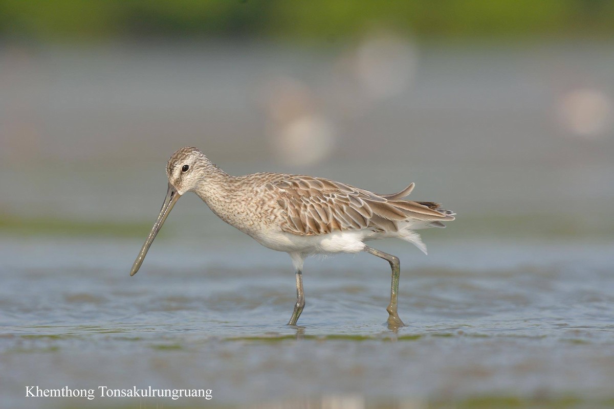 Asian Dowitcher - Khemthong Tonsakulrungruang