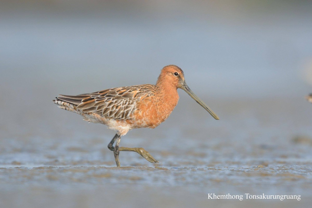Asian Dowitcher - Khemthong Tonsakulrungruang