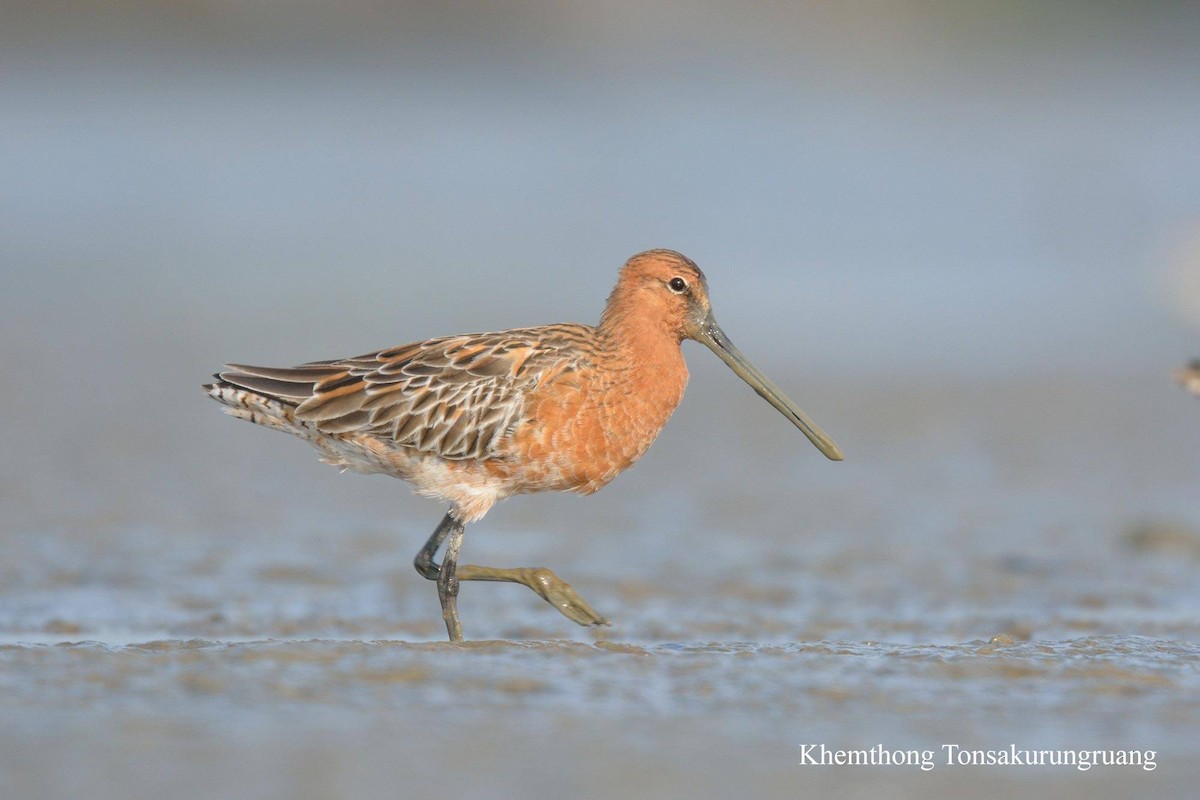 Asian Dowitcher - ML78879361
