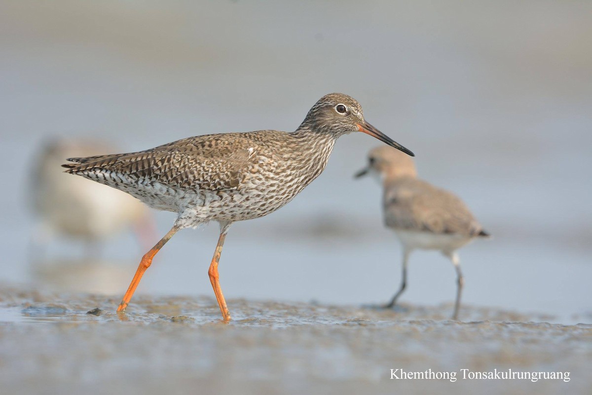 Common Redshank - ML78879451