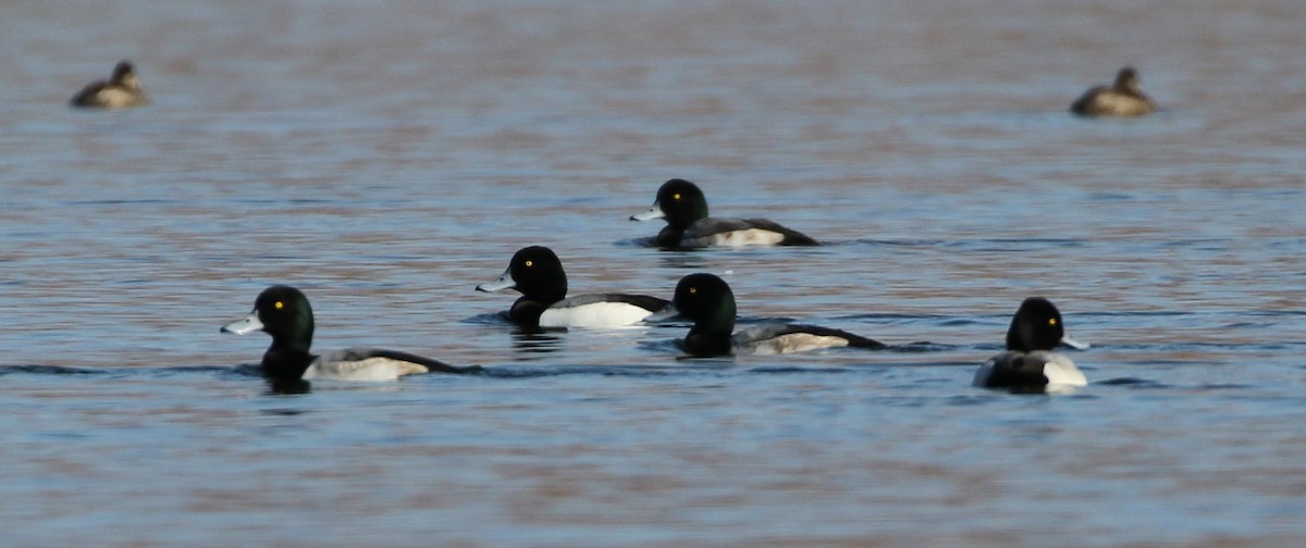 Greater Scaup - ML78879461