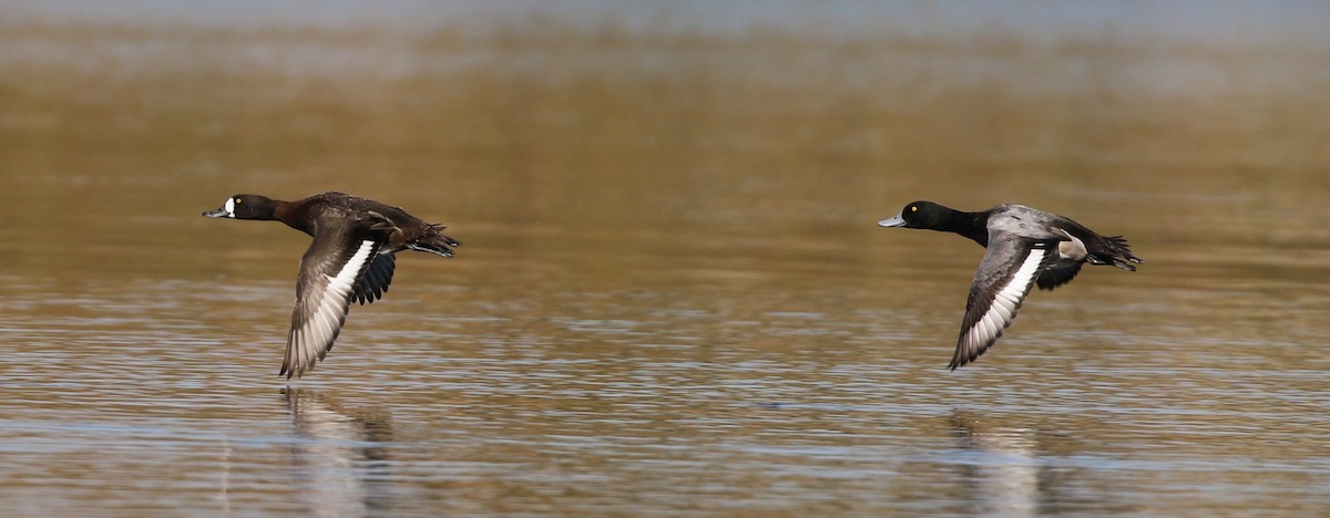 Greater Scaup - ML78879531