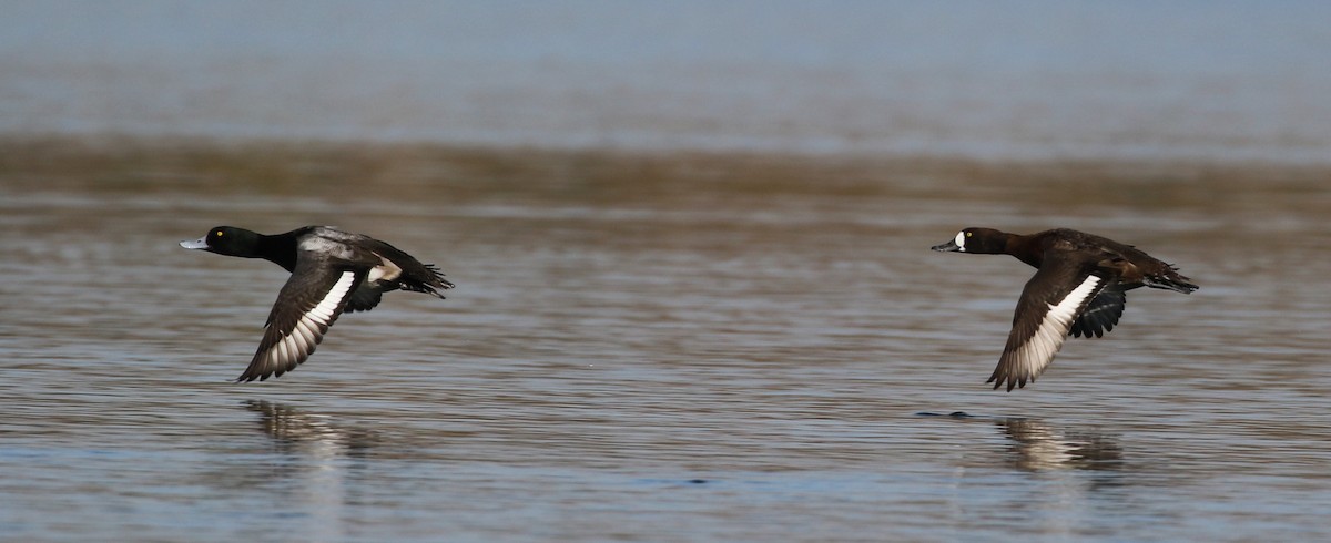 Greater Scaup - ML78879541