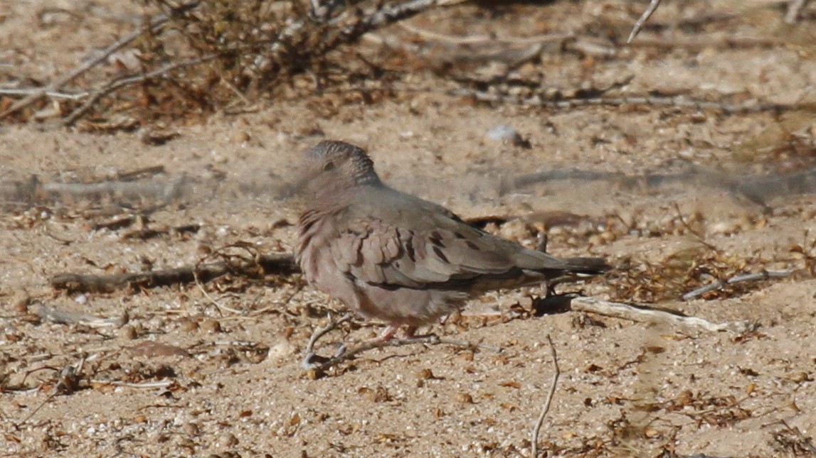 Common Ground Dove - ML78880451