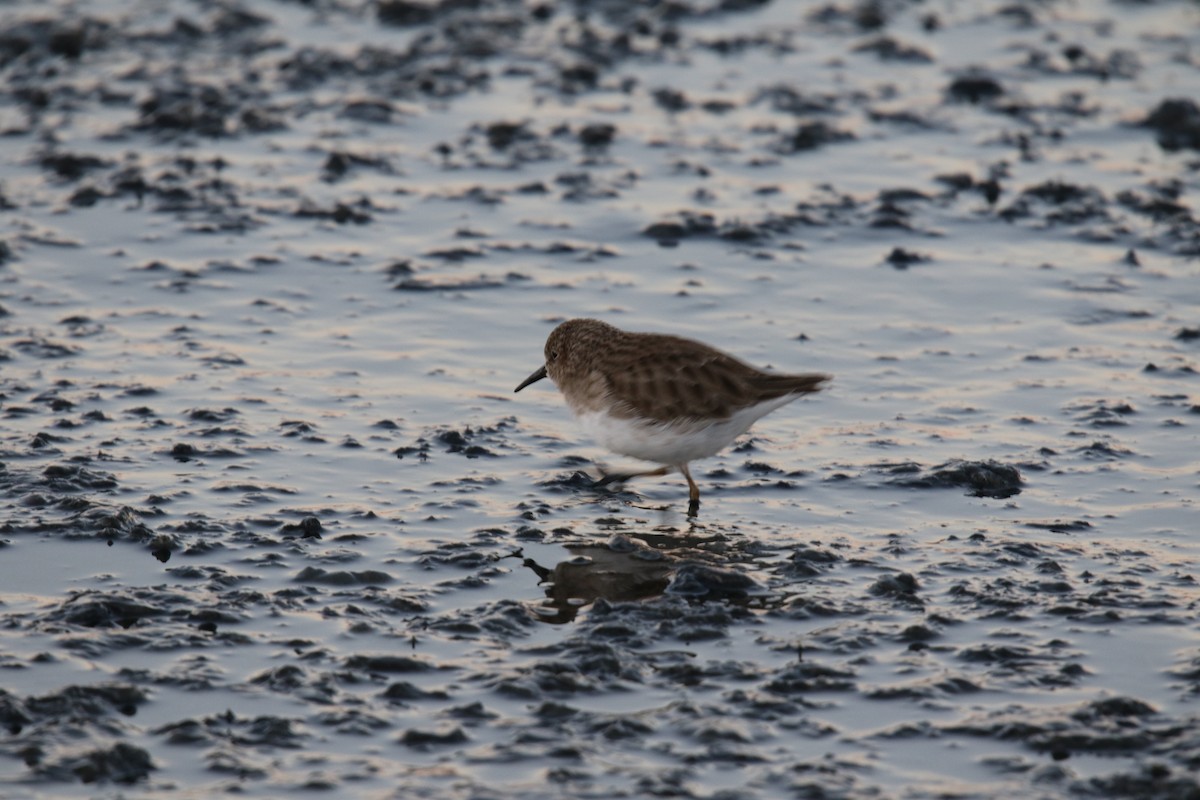 Least Sandpiper - ML78881861