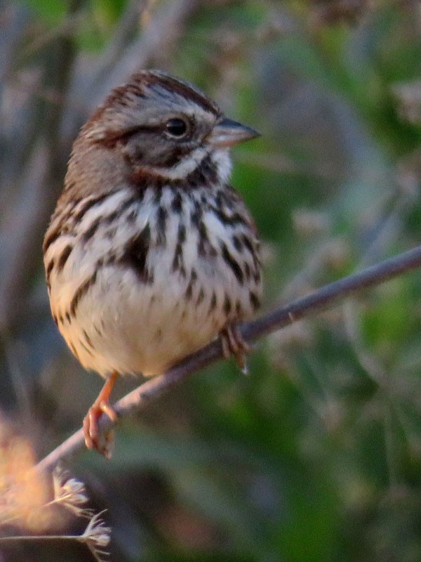 Song Sparrow - Kat Avila