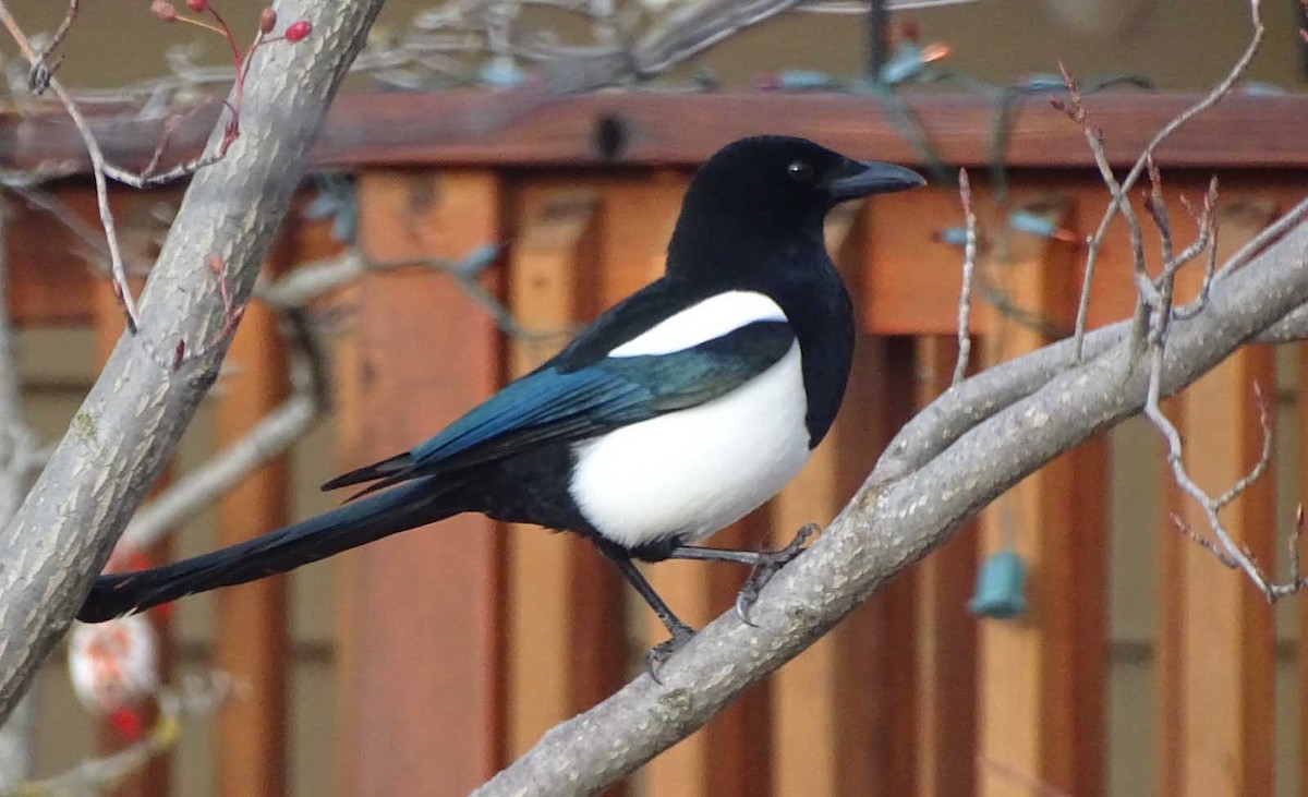 Black-billed Magpie - Terry  Gray