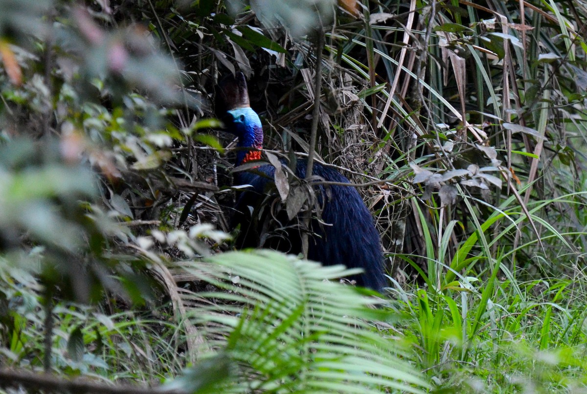 Southern Cassowary - Bruce Wedderburn