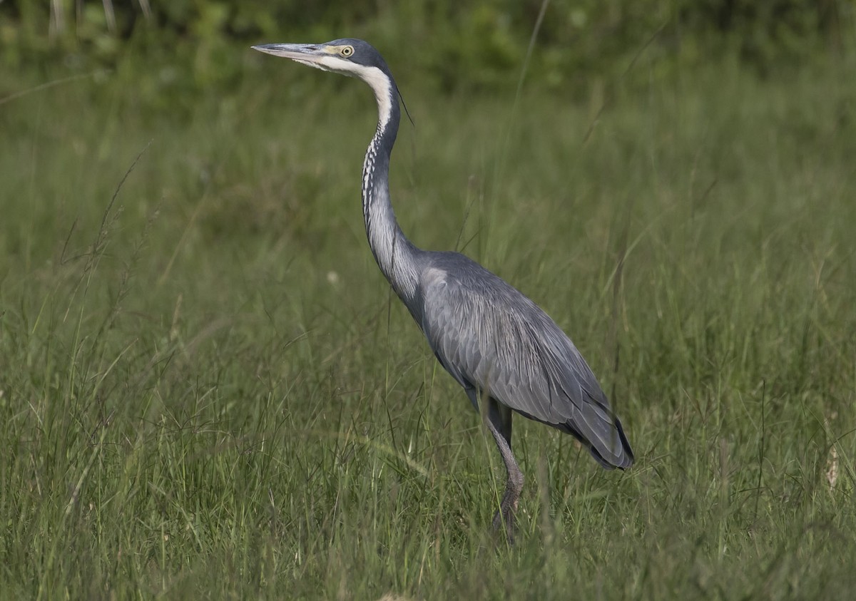 Black-headed Heron - Michael Todd