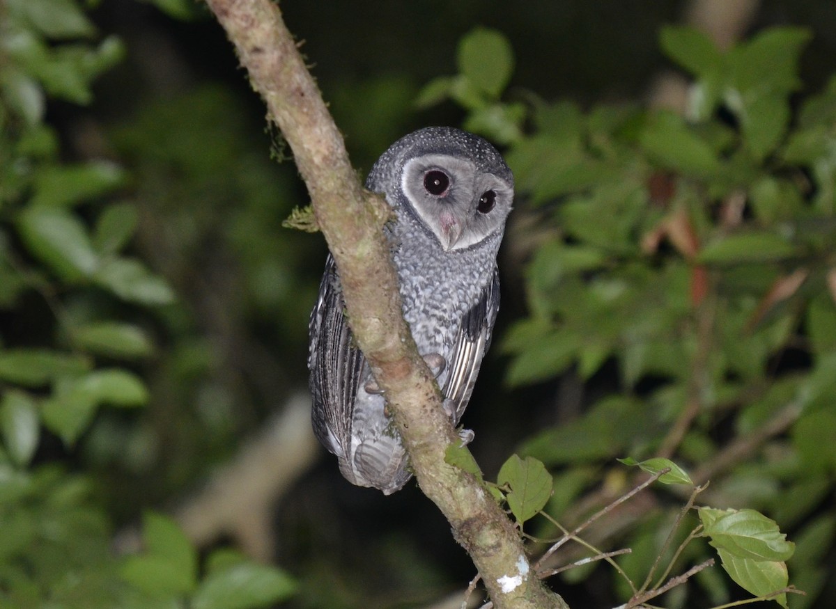 Sooty Owl (Lesser) - Bruce Wedderburn