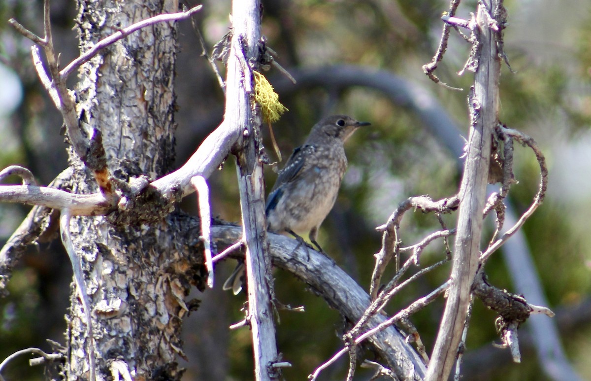 Mountain Bluebird - Ruth Wittersgreen