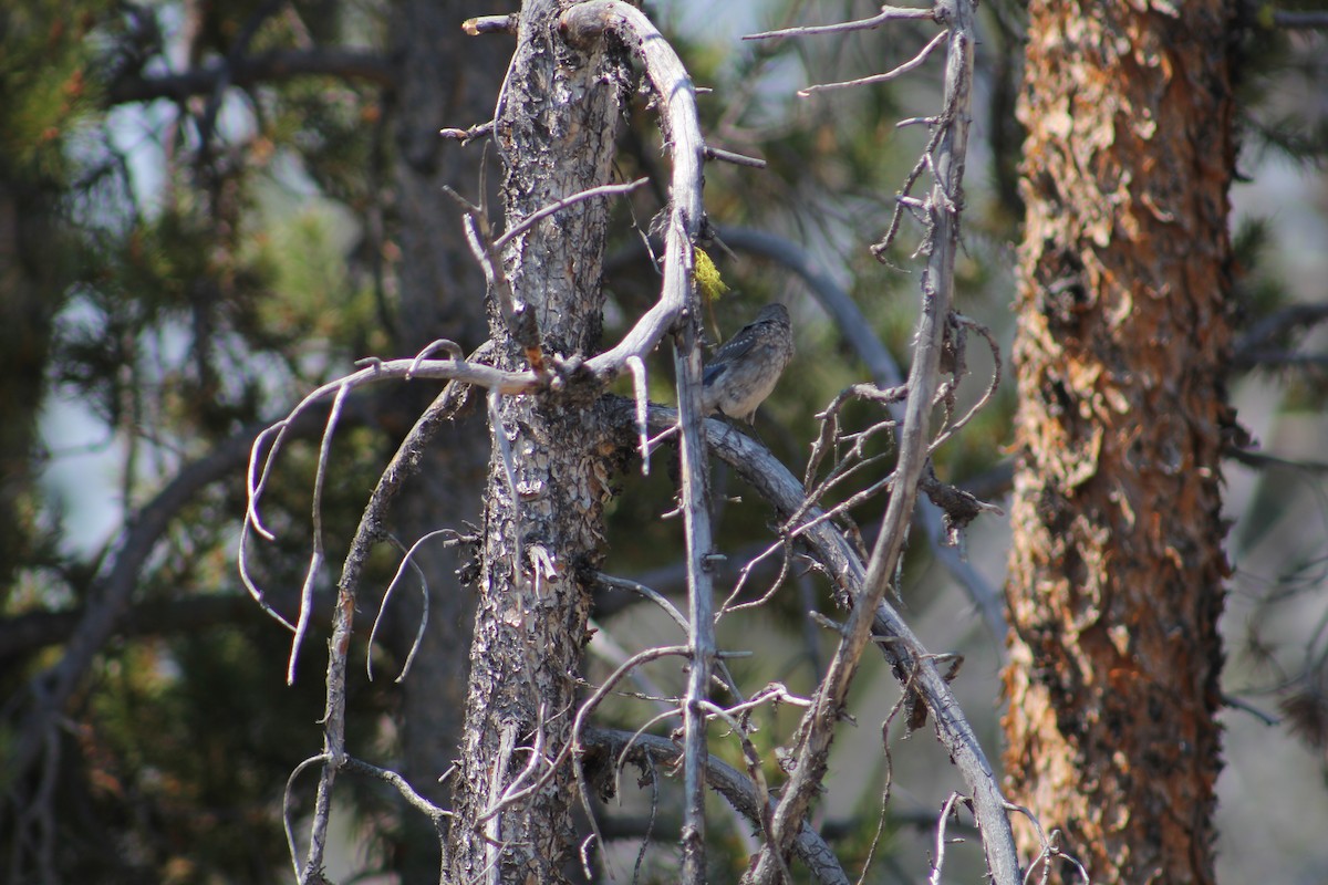 Mountain Bluebird - ML78884841