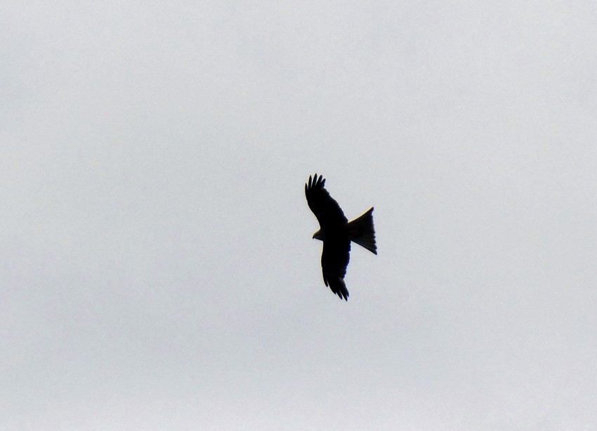 Black Kite - ML78885051