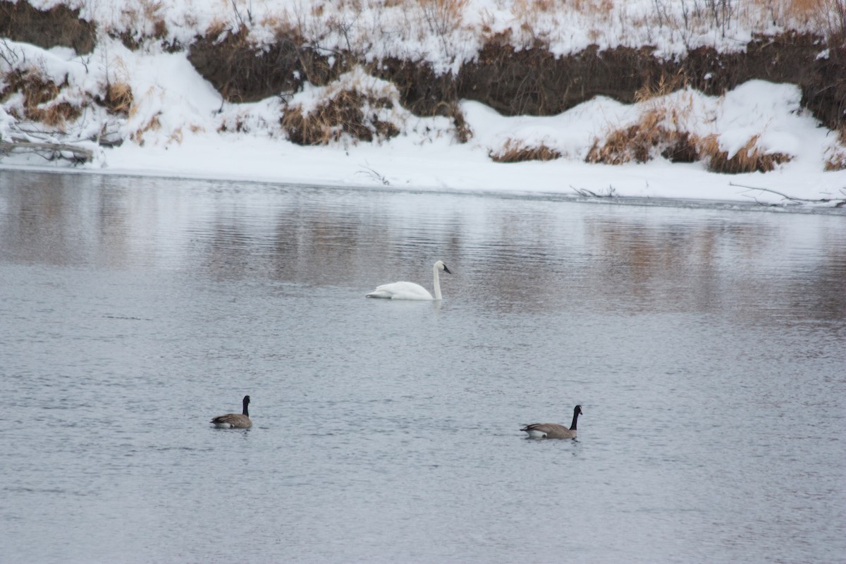 Trumpeter Swan - ML78885811