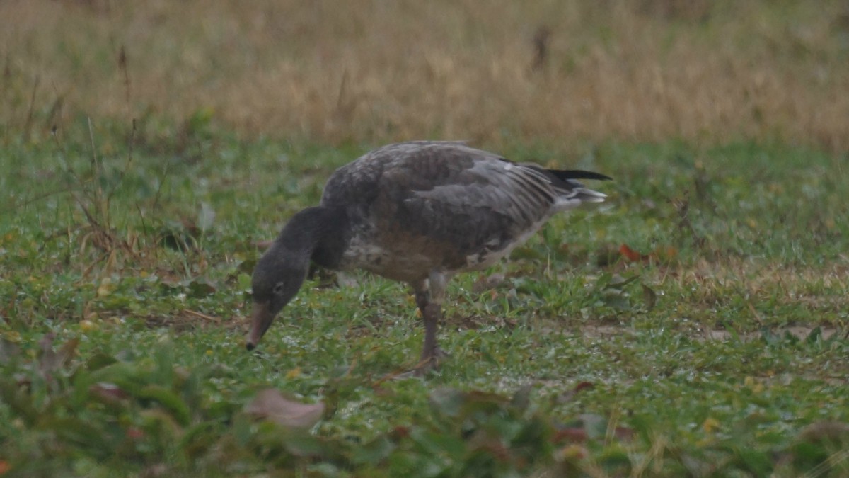 Snow Goose - ML78886121