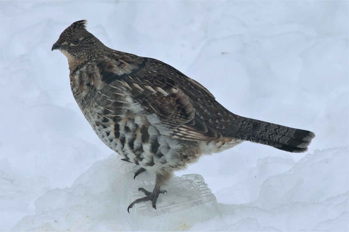 Ruffed Grouse - ML78886561