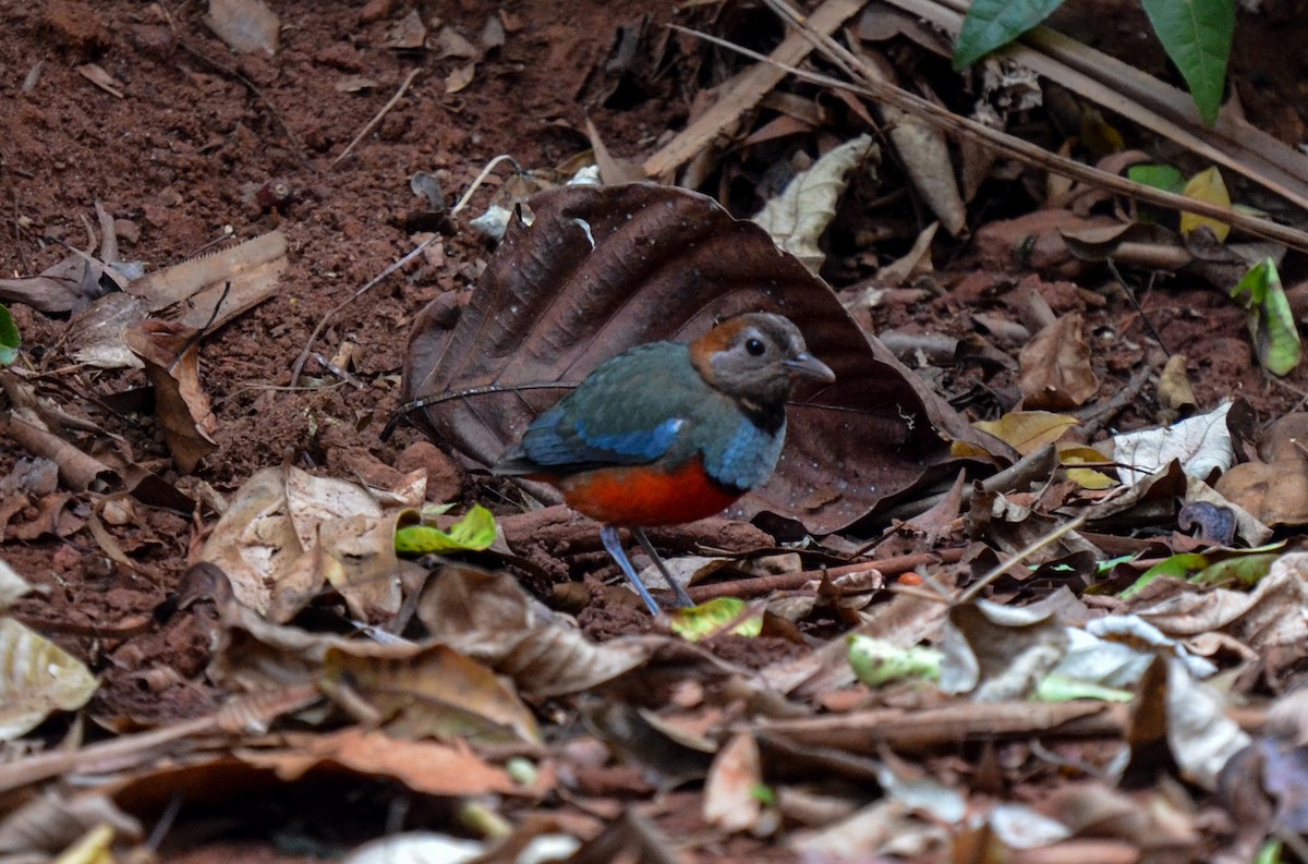 South Papuan Pitta - ML78887791