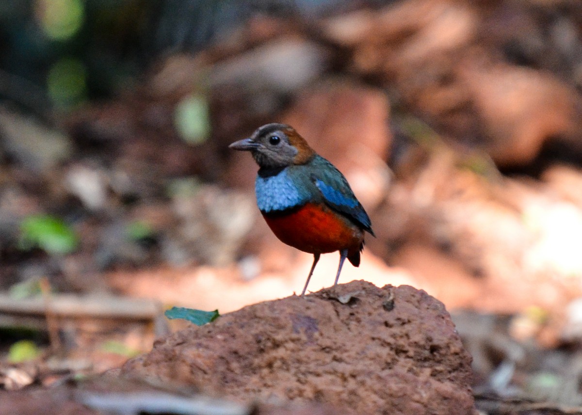 Papuan Pitta - ML78887801