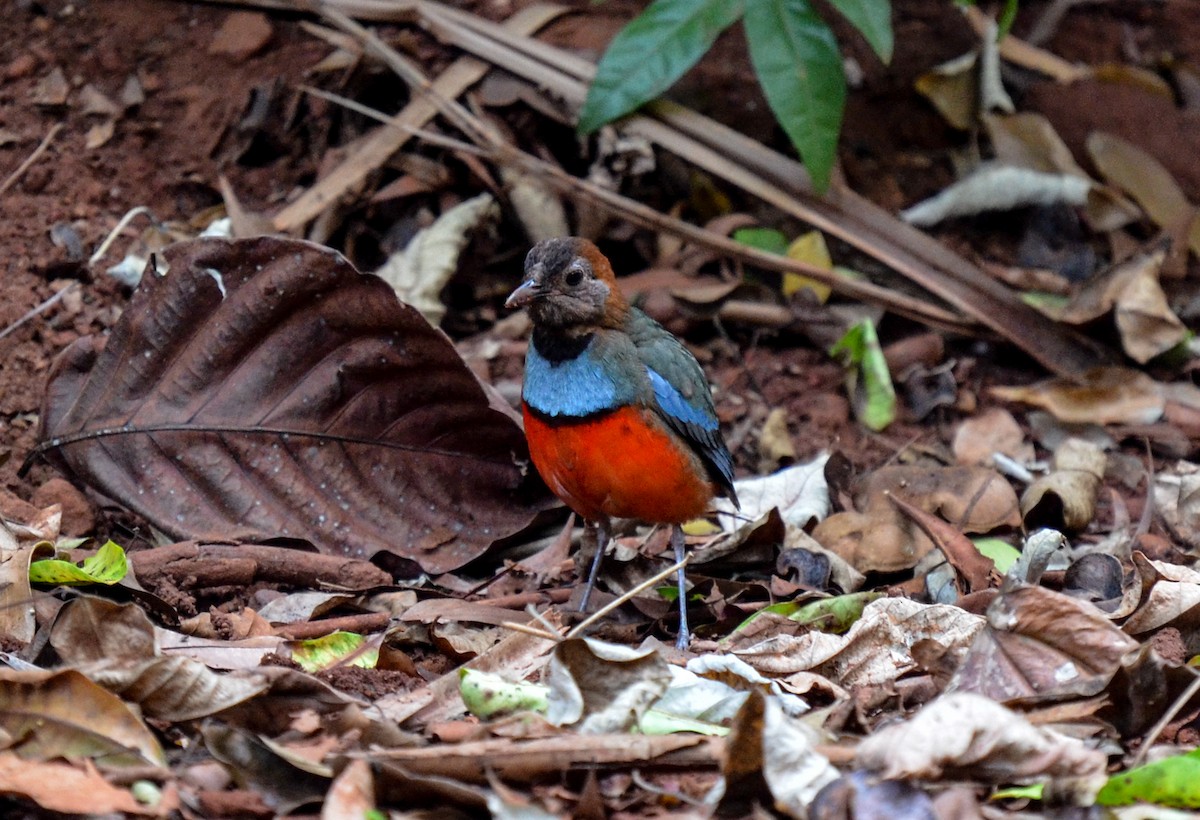Papuan Pitta - ML78887811