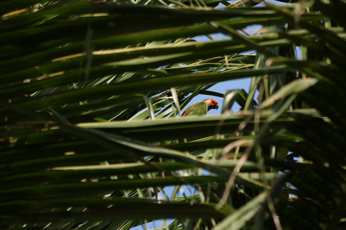 Rose-fronted Parakeet - ML78887821