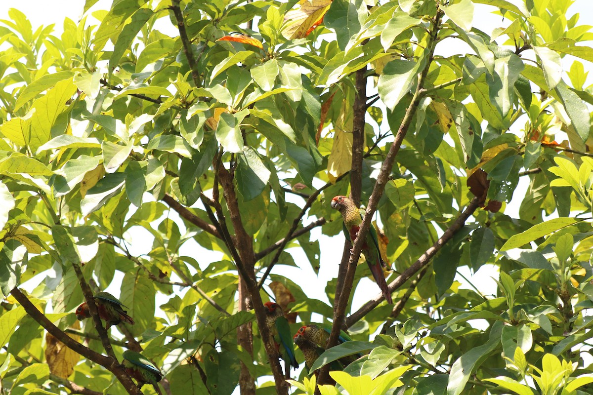 Rose-fronted Parakeet - ML78887831