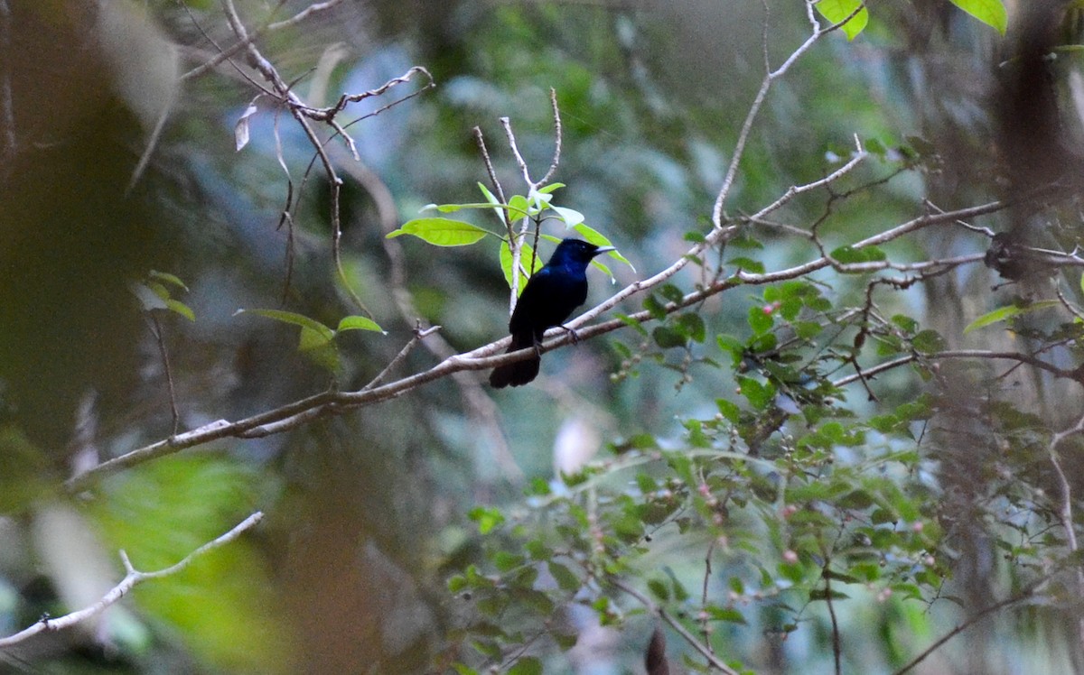 Shining Flycatcher - ML78887861