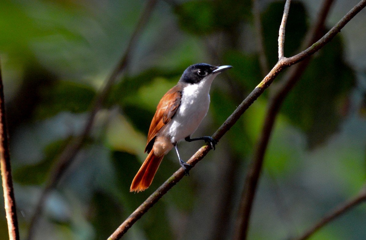 Shining Flycatcher - ML78887871