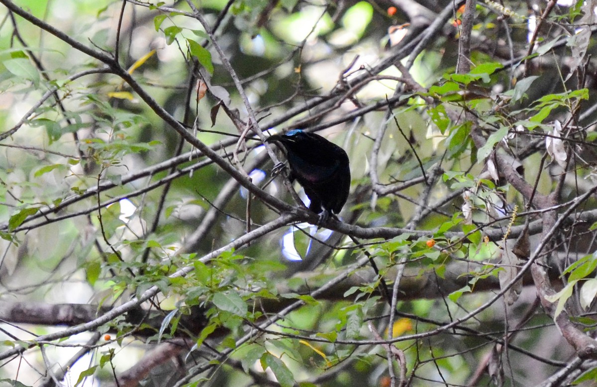 Magnificent Riflebird - ML78887951