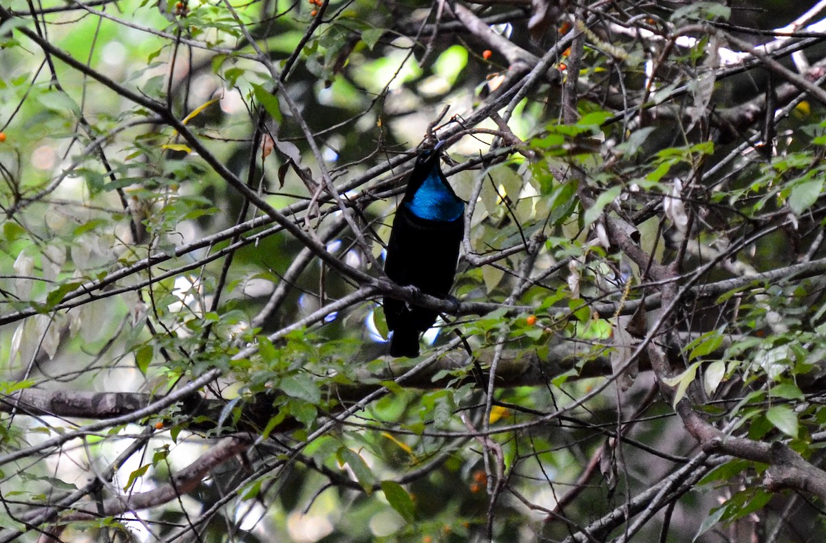 Magnificent Riflebird - ML78887961