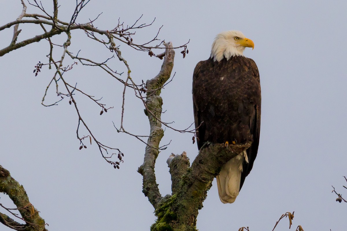 Bald Eagle - John Reynolds