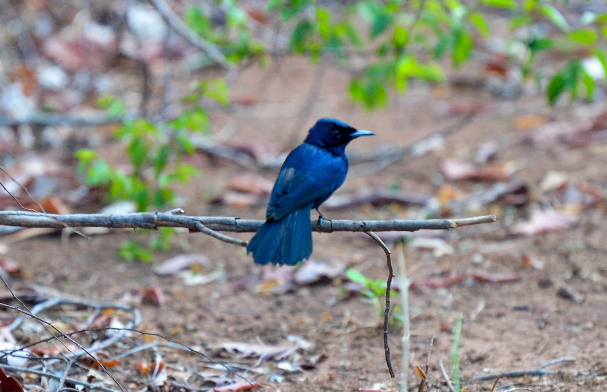 Shining Flycatcher - ML78888161