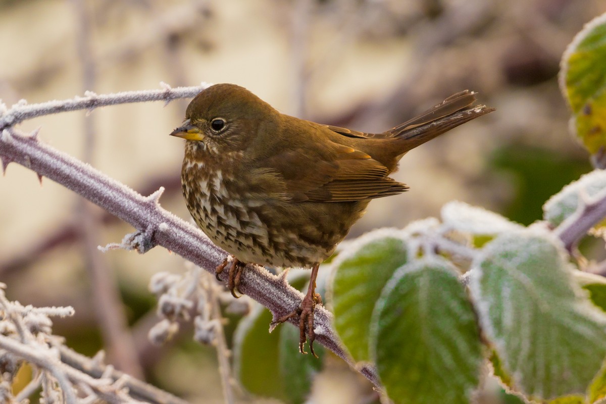 Fox Sparrow - ML78888271