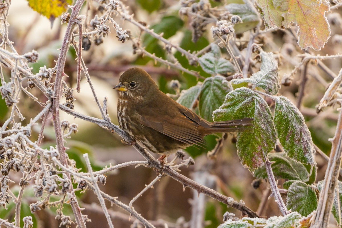 Fox Sparrow - ML78888281