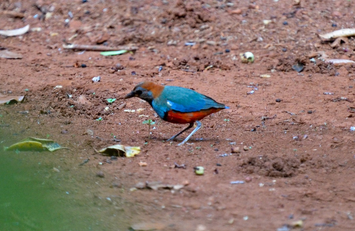 South Papuan Pitta - ML78888401